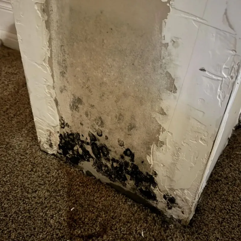 Professional Mold Removal in Alpharetta, GA